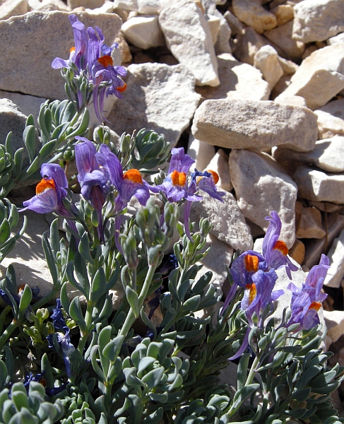 Linaria alpina